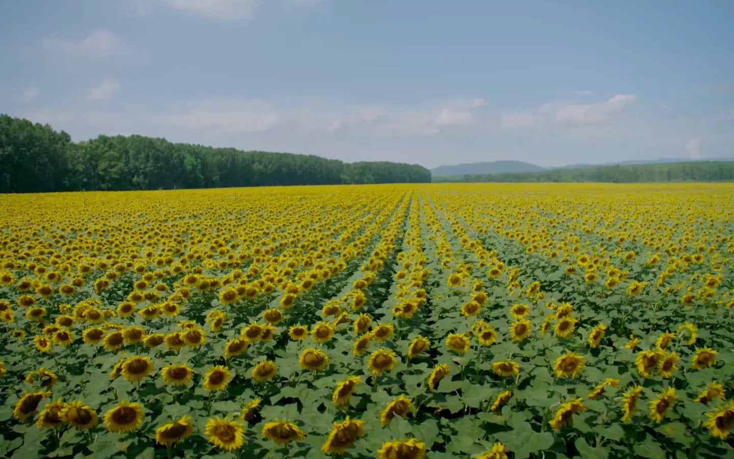 Sunflowers field