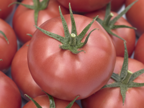 hibrid tomate crestere nedeterminata Syngenta