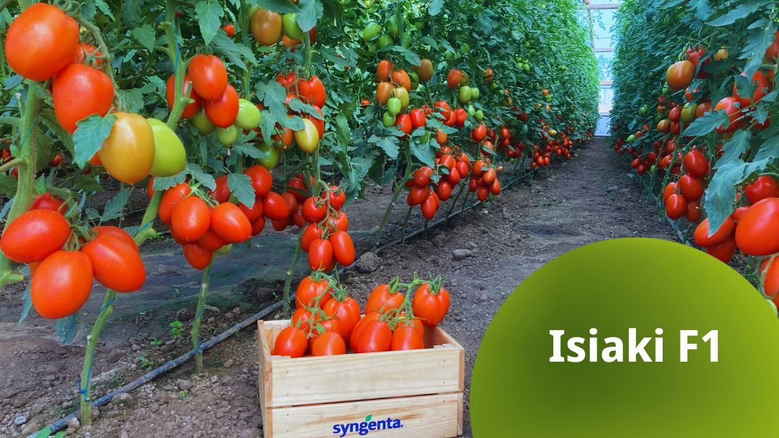 Isiaki tomate cu toleranta la TSWV