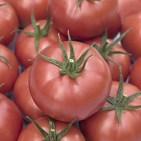 hibrid tomate crestere nedeterminata Syngenta_Mambina