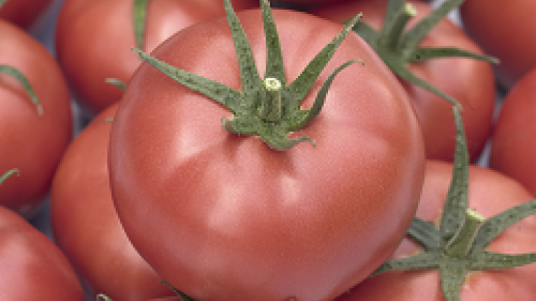 hibrid tomate crestere nedeterminata Syngenta