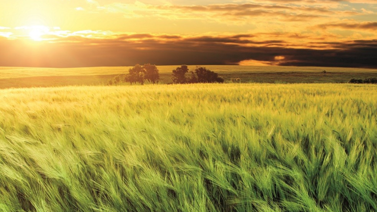 Seminte Cereale Syngenta Banner