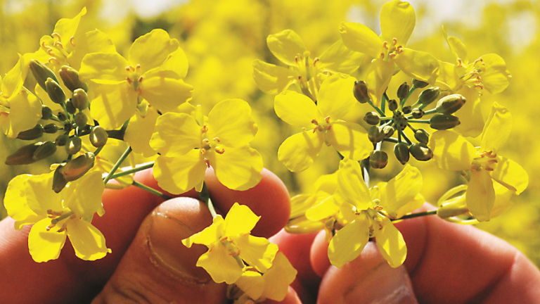 Rapita Seminte Syngenta Banner