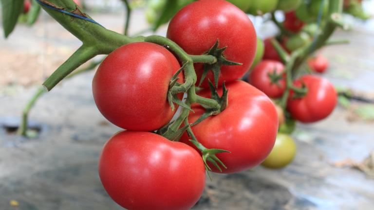 Mamston_Tomate roz