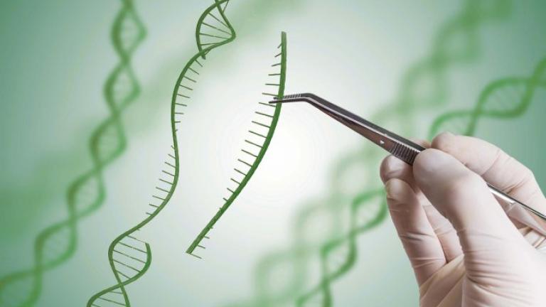 Genome Editing Syngenta