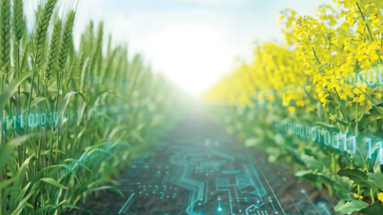 Coperta Ghid Syngenta Rapita si Cereale 2026
