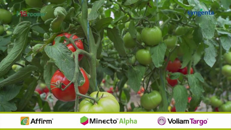 Prezentare tehnologie Syngenta pentru cultura de tomate