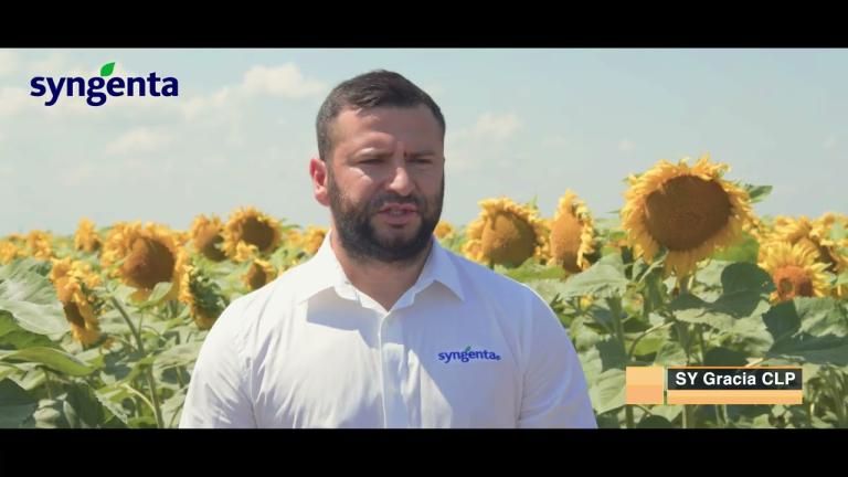 Hibrizi higholeic Syngenta_Mădălin Șărban