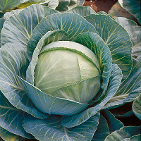 hibrid varza cultura toamna Syngenta_Kilaherb