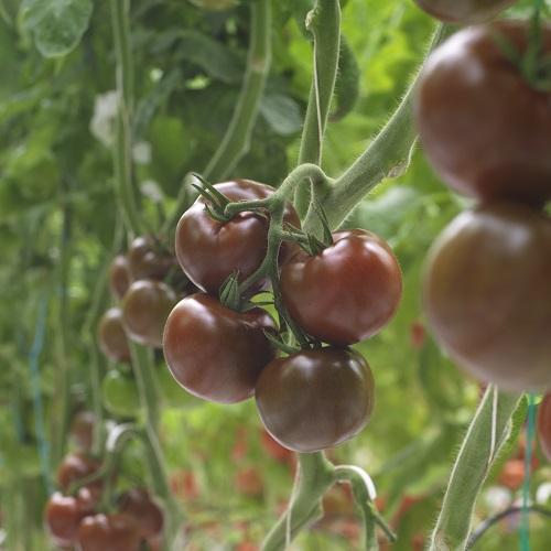 Specialități de tomate Syngenta – Kumato, cherry, prunișoară
