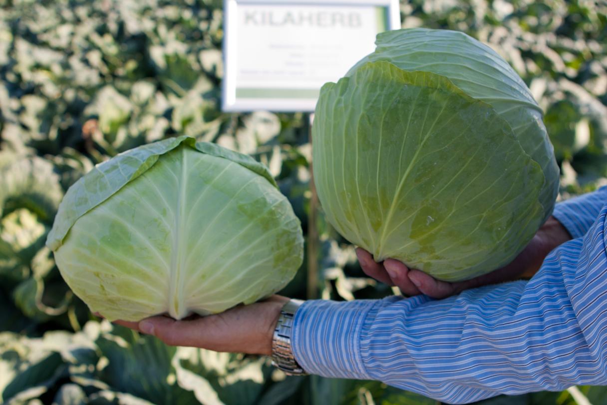 kilaherb_varza_toamna_toleranta_hernie