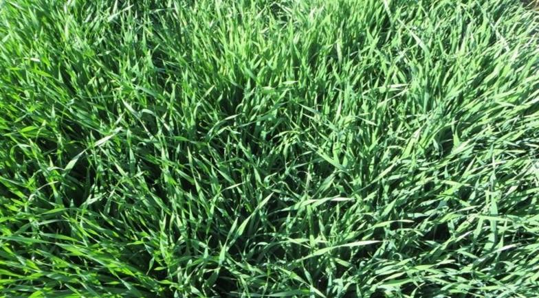 Densitate prea mare (>250 boabe germinabile/mp)