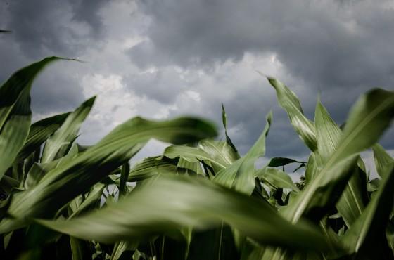 Syngenta | Cea mai buna alegere de seminte |