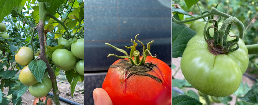Putregaiul cenușiu la tomate în spații protejate: prevenție, măsuri tehnologice și control integrat cu soluții Syngenta