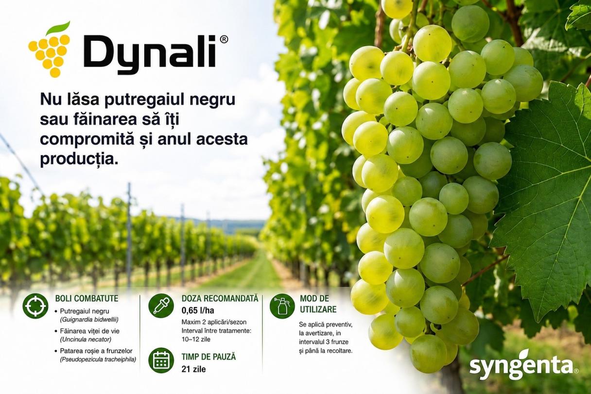 Vizual Dynali