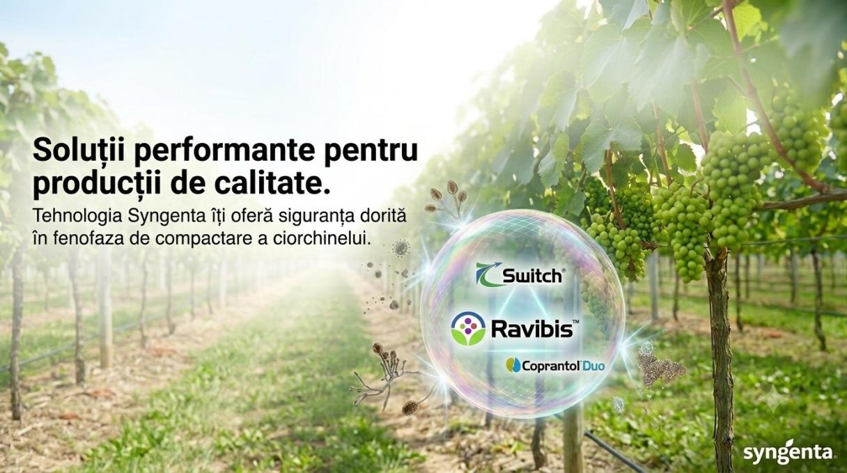 Compactare ciorchine vita de vie