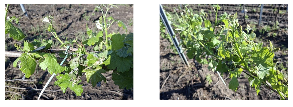 Două fotografii cu plante tinere crescând în rânduri pe sol, cu furtun de irigare.