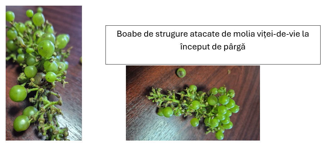 Colaj cu boabe de strugure verde și text despre ulei de sâmburi de struguri