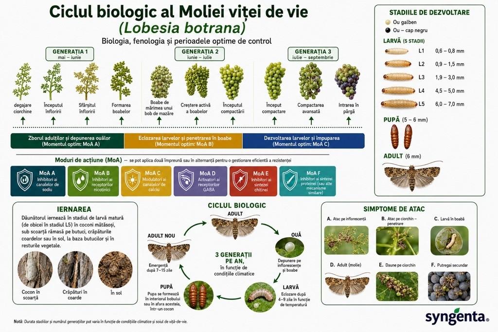 Infografic despre ciclul biologic al moliei viței de vie, cu etape și imagini ale dăunătorului.