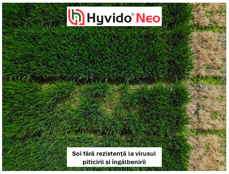  „Hyvido Neo” și „Soi  rezistent la virusul piticirii si îngălbenirii”.