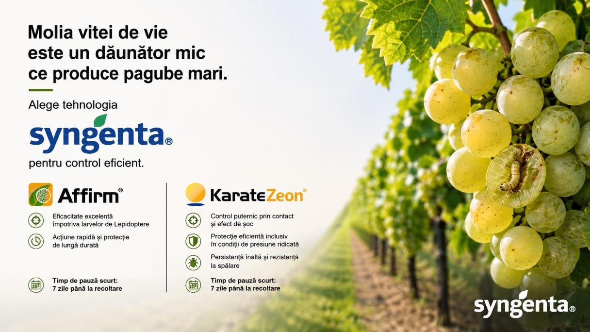 Solutia Syngenta pentru Molia vitei de vie